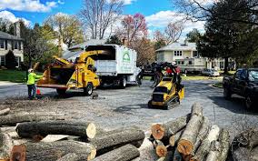 Best Lawn Disease Treatment  in Hampton, VA