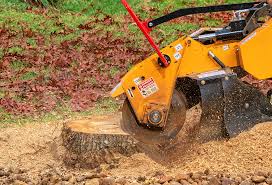 Best Tree Cabling and Bracing  in Hampton, VA