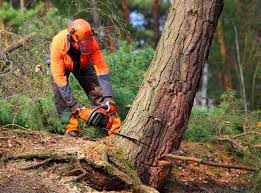 Best Soil Testing and Treatment  in Hampton, VA