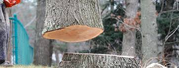 Best Tree Preservation Services  in Hampton, VA