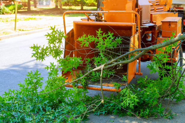 Best Tree Mulching  in Hampton, VA