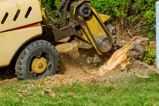 Best Landscape Design and Installation  in Hampton, VA