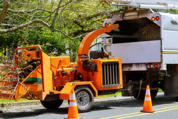 Best Arborist Consultation Services  in Hampton, VA