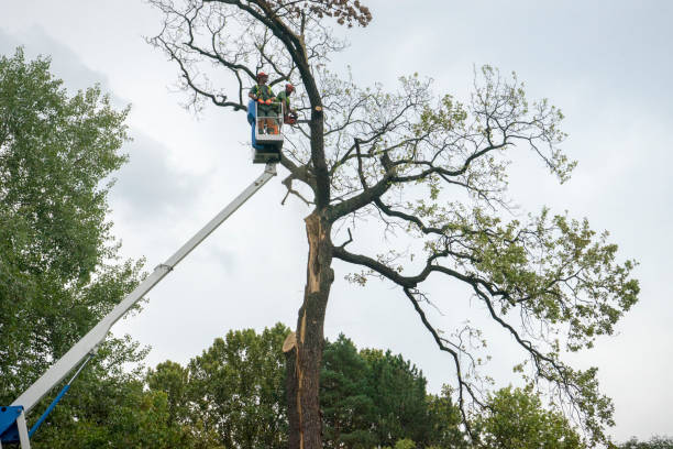 Best Firewood Processing and Delivery  in Hampton, VA