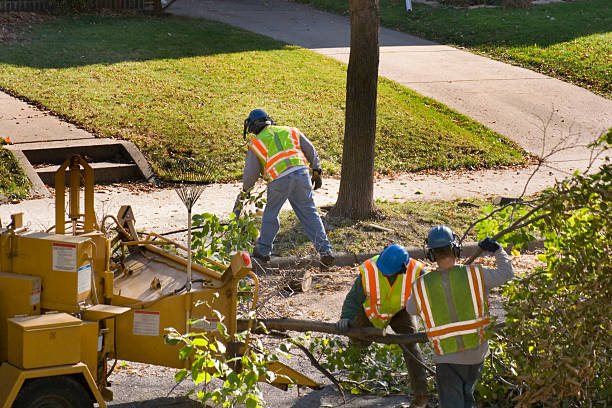 Reliable Hampton, VA Tree Services Solutions