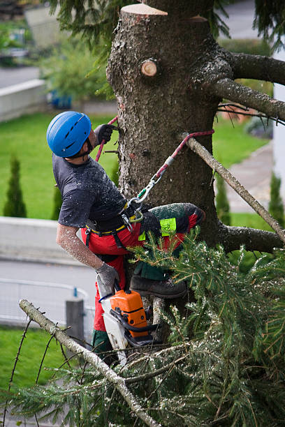 Best Lawn Pest Prevention  in Hampton, VA