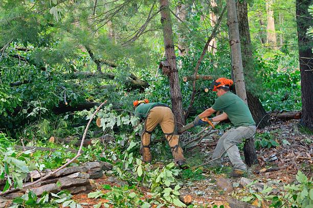 Best Fruit Tree Pruning  in Hampton, VA