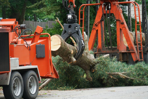Best Tree Health Inspection  in Hampton, VA