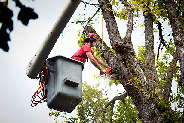 Best Utility Line Clearance  in Hampton, VA