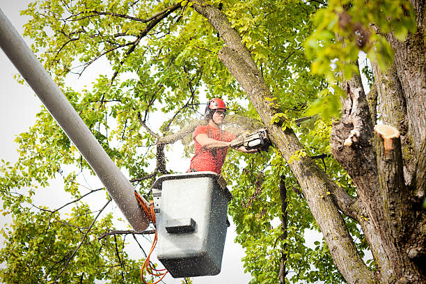 Best Tree and Shrub Care  in Hampton, VA