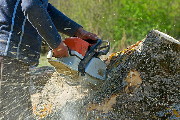 Best Lawn Watering Services  in Hampton, VA